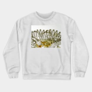 Fly "tongue" (labellum with pseudotracheae) under the microscope. Crewneck Sweatshirt